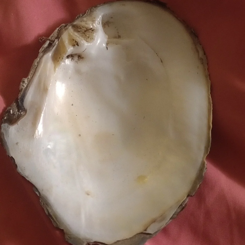 Smudging shell - Picture 4 of 4